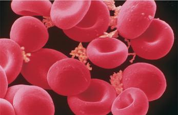 红细胞滤过指数(if)