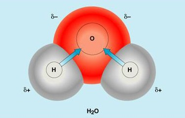 水分子