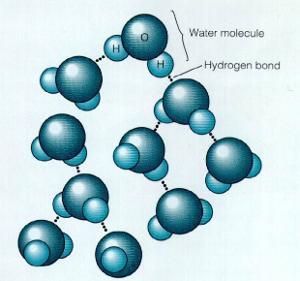 水分子