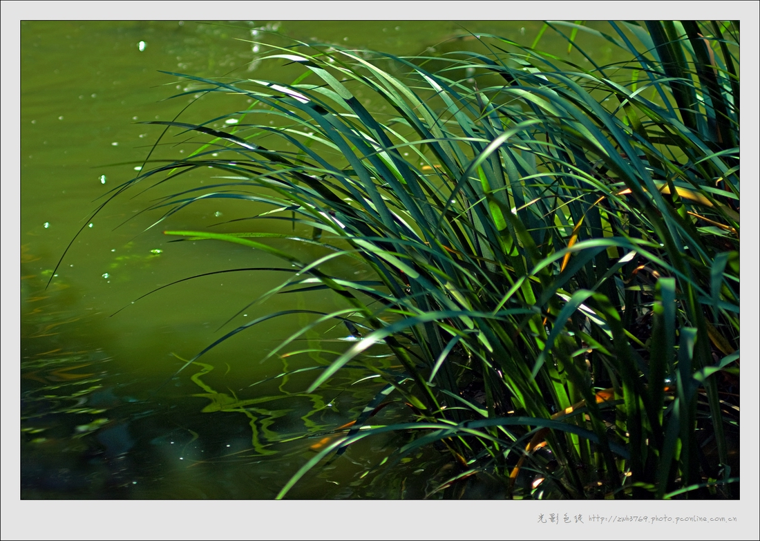 水塘杂草名称大全,水沟里的杂草种类,塘边草图片_大山谷图库