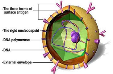 己型病毒性肝炎