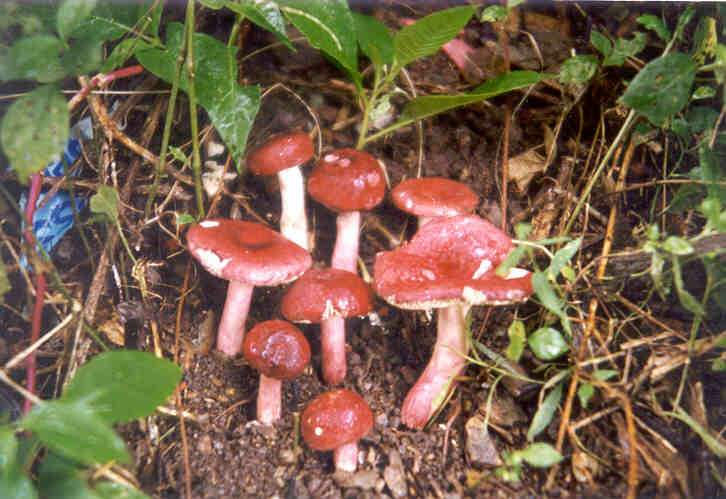 沼泽红菇图片
