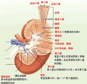 黃色肉芽腫性腎盂腎炎