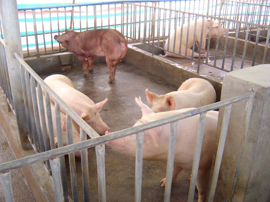 公猪栏 种公猪大栏 整体热浸锌公猪栏片 公猪围栏-阿里巴巴