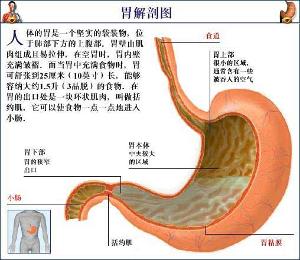 胃阴虚证