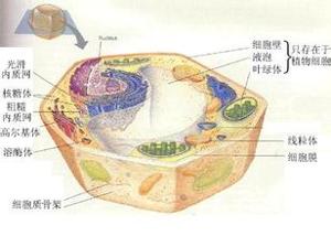 变异型心绞痛