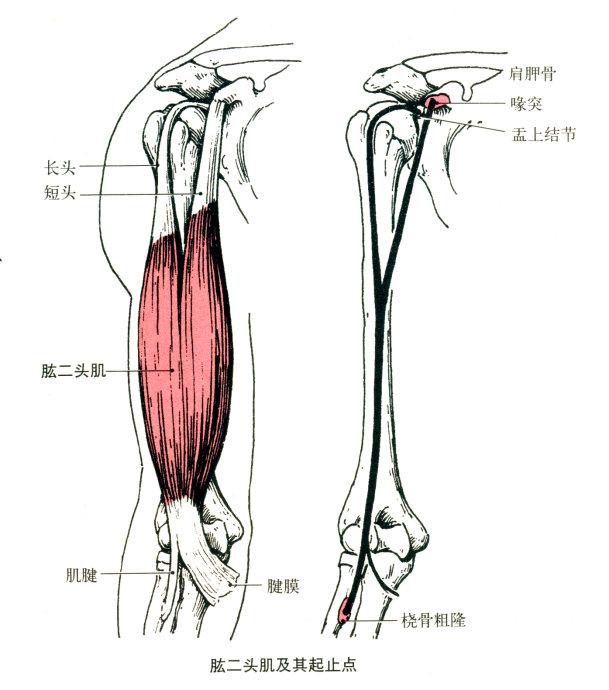 肱二头肌素描图图片