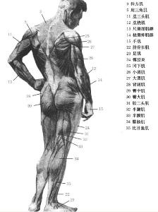 解剖学 搜狗百科