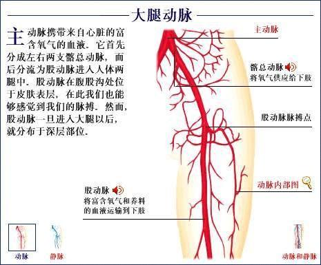 大腿血管解剖图图片