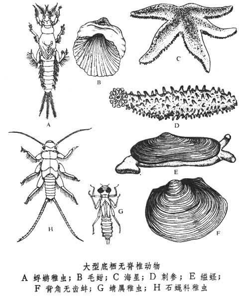 底栖动物底栖动物耐污值