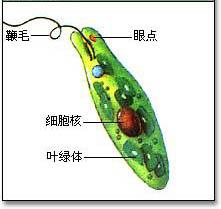 眼虫细胞结构图片