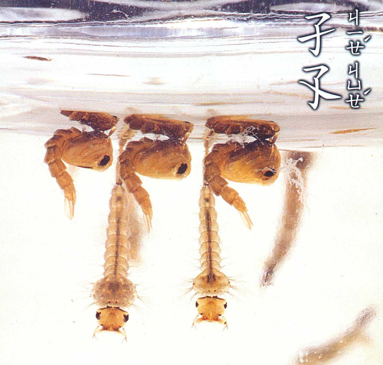 孑孓 - 搜狗百科