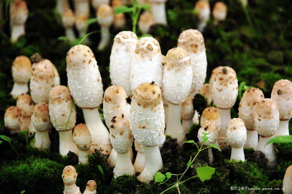 野生食用菌鸡腿蘑_全景网