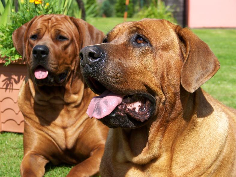 土佐犬土佐犬vs比特犬土佐犬圖片