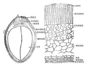 刀豆种子