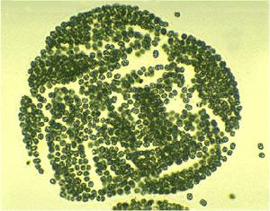 色球藻结构图图片