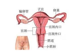 子宫纤维瘤