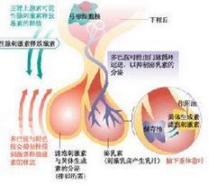 特发性低促性腺激素性性腺功能减退症