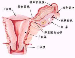 子宫