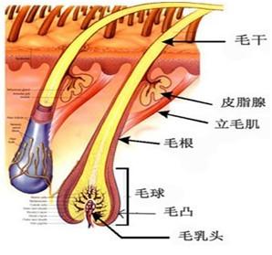 休止期脱发