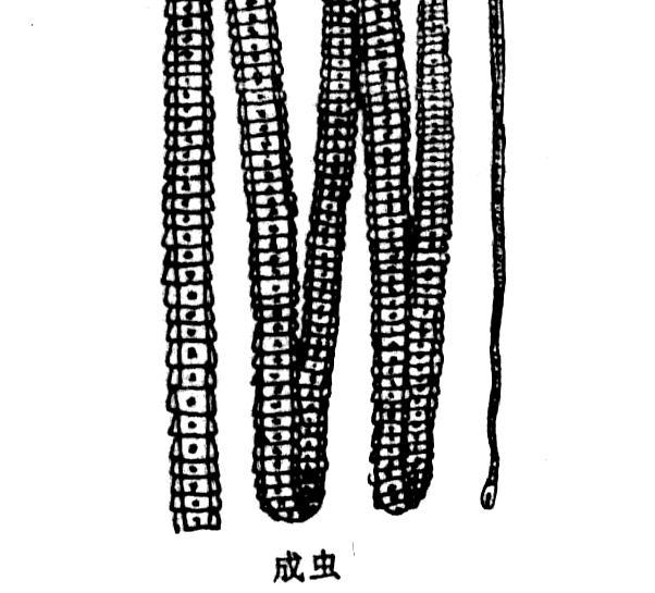 牛体内寄生虫图片大全图片