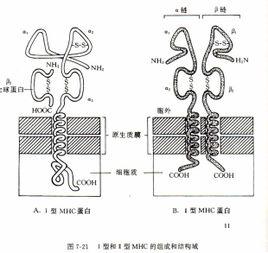 的一種小分子球蛋白,分子質量為11800,由99個氨基酸組成的單鏈多肽