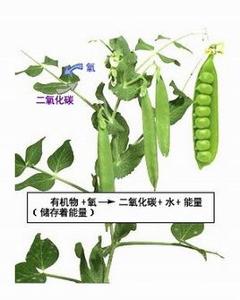《绿色植物的呼吸作用》同步练习