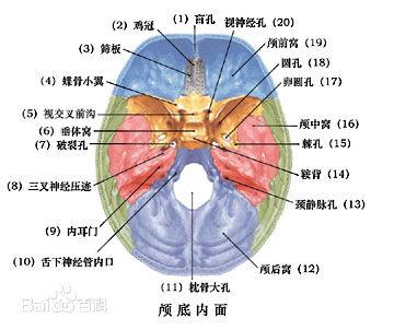 顱前窩