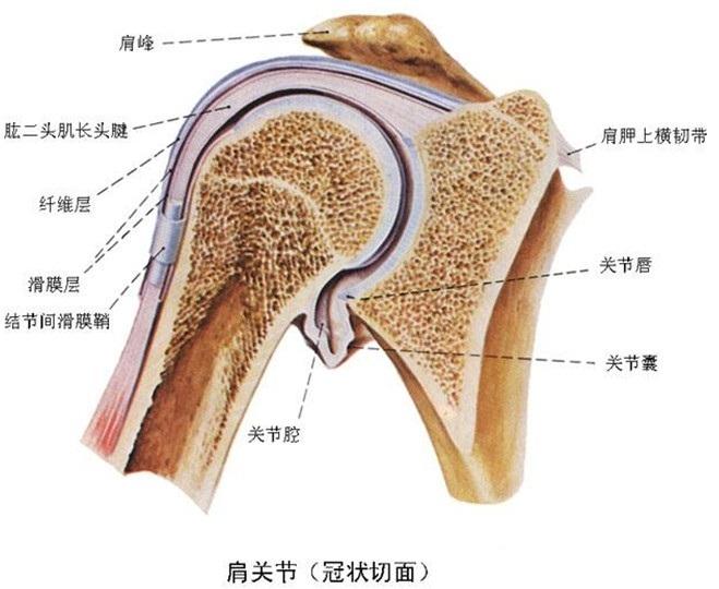 肱二头肌长头肌腱解剖图片