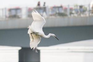 厦门市鸟——白鹭