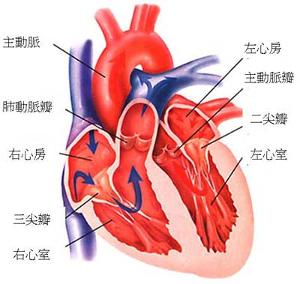 三尖瓣闭锁不全