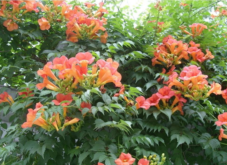 凌霄花 - 搜狗百科