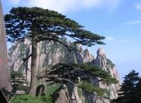 松柏纲裸子植物