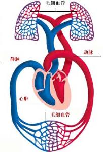 肺血管结构