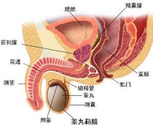 小儿先天性睾丸发育不全