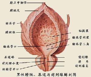 分為 急性前列腺炎 和 慢性前列腺炎 ,臨床也可將其分為 急性細菌性