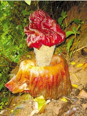 泰坦魔芋花(amorphophallus titanum),又稱為