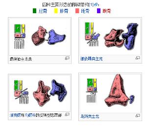 四种主要形态的脚踝结构