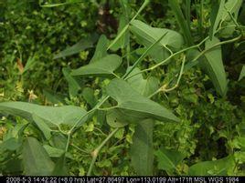 馬兜鈴,別名水馬香果,蛇參果,三角草,秋木香罐(學名:aristolochia