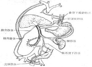 与体循环的静脉发生吻合而建立侧支循环,因此门静脉血可不经肝脏而直