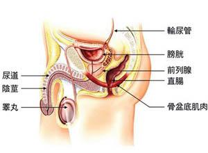开放性尿道损伤多因弹片,锐器伤所致,常伴有阴囊,阴茎或会阴部贯通伤