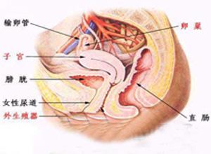 外阴肿胀痒痛是女性朋友常见的一种妇科疾病症状之一,其实外阴红肿痒