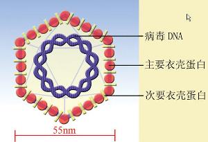 人乳头瘤病毒结构图图片