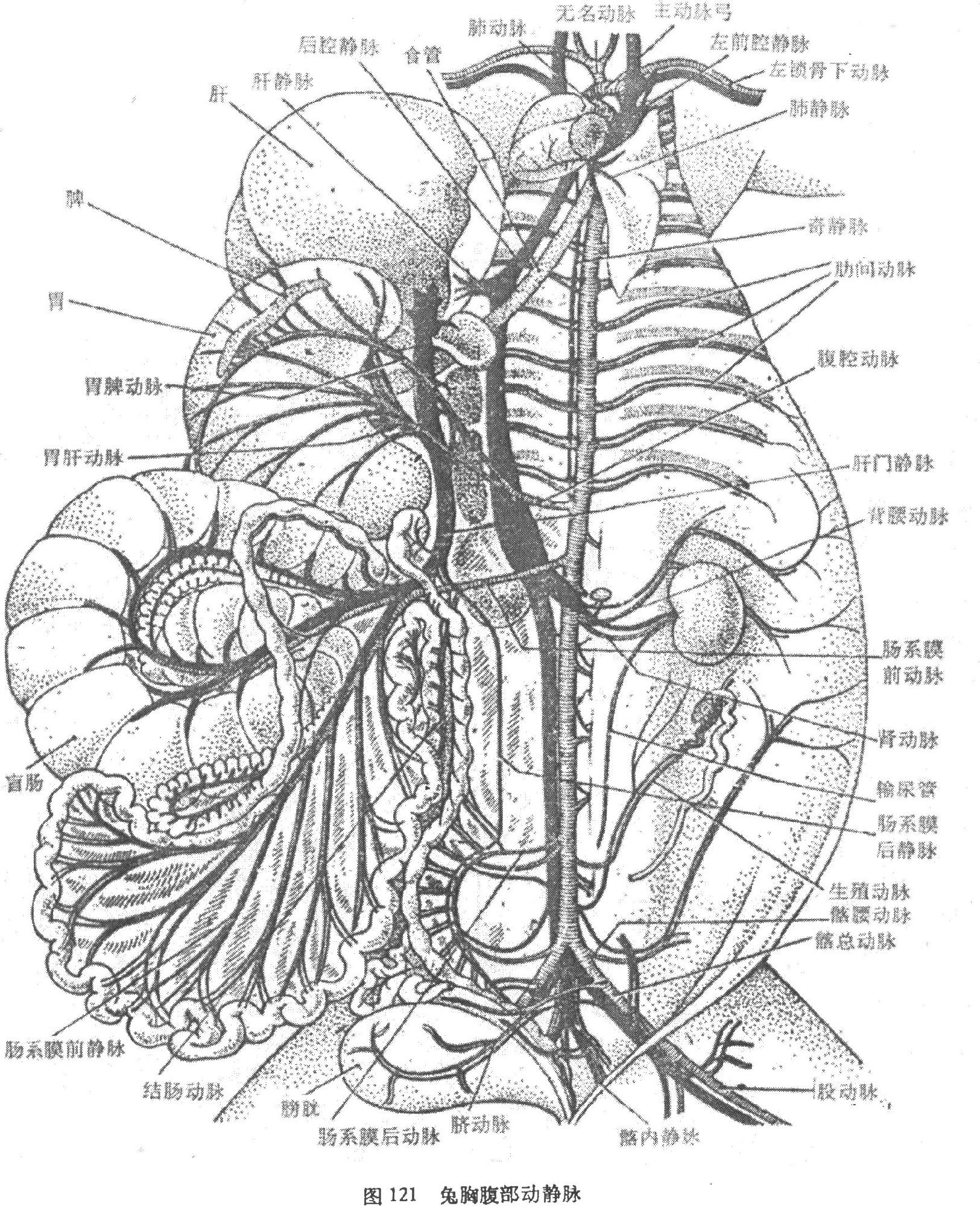 冠状静脉窦位置图片图片