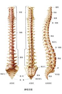 椎管狭窄症