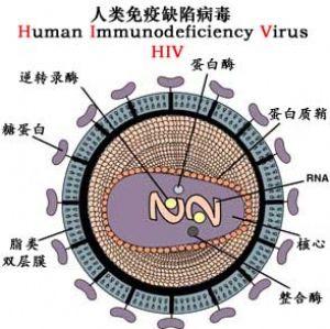 林病毒感染艾滋病图片图片