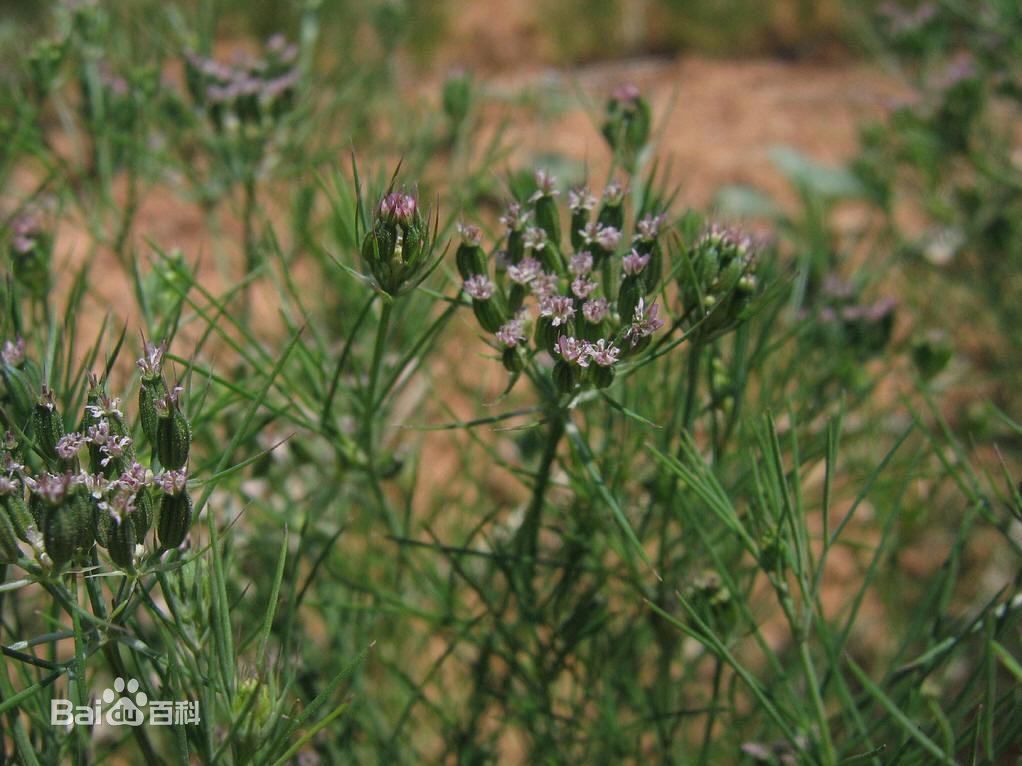 莳草- 搜狗百科