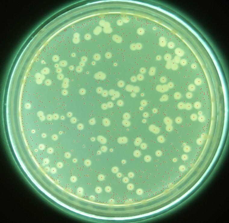 铜绿假单胞菌(pseudomonas aeruginosa)原称绿脓杆菌