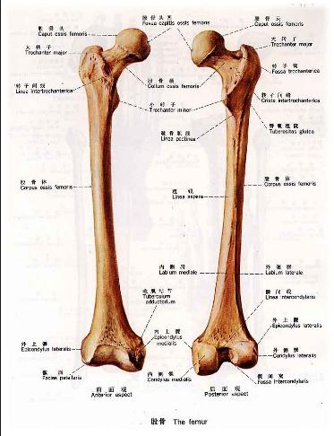 股骨大转子体表位置图片