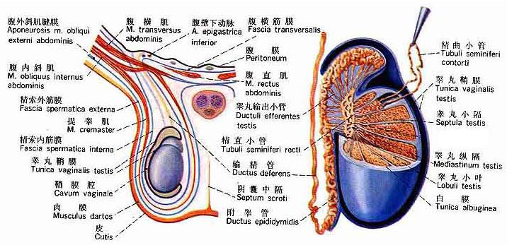 睾丸 搜狗百科